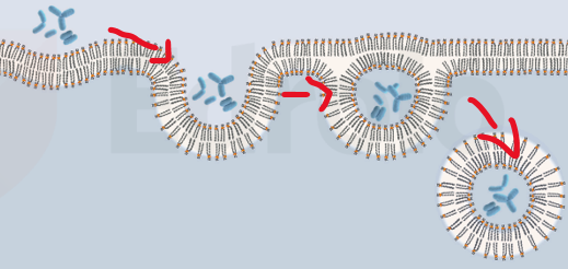 <p><span>cell takes in substances from its surrounding environment by forming a vesicle</span></p><p><span>essentially "eating" the external material</span></p><p><span>type of active transport that requires energy</span></p>
