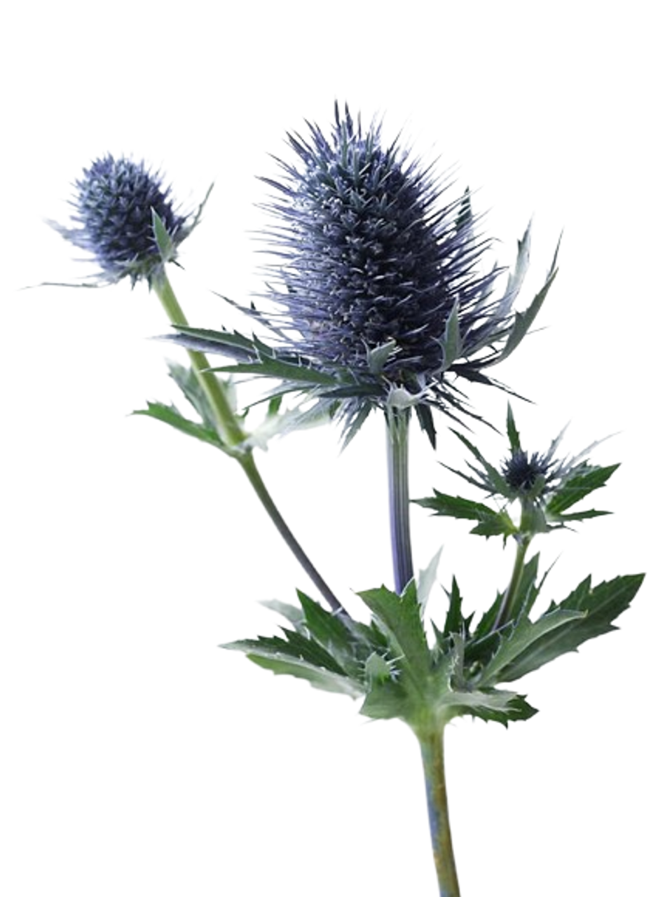 <p>Genus</p>
