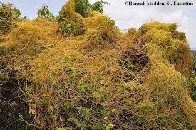 <p>takes energy and nutrition from plant host</p><p>ex. mistletoe and&nbsp;<u>Cuscuta americana</u>&nbsp;(steals sugar since it doesn’t have it’s own chloroplast</p>