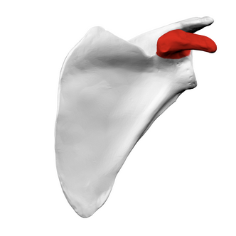 <p>What is the red portion called?</p>