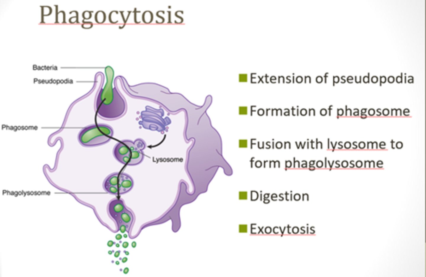 <p>Phagocytosis = "cell eating", a type of endocytosis (active transport, bulk transport)</p><p>- The membrane engulfs large particles or entire cells into the cell by forming a large vesicle called a phagosome</p><p>- (The membrane makes a vesicle that "eats" the substance being moved and carries it inside to the end destination)</p>