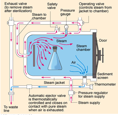 <ul><li><p>chamber which is filled with hot steam under pressure</p></li><li><p>preferred method of sterilization, unless material is damaged by heat, moisture, or high pressure</p><ul><li><p>temperature of the steam reaches 121C at twice the atmospheric pressure</p></li><li><p>most effective when organisms contact steam directly or are contained in a small volume of liquid&nbsp;</p><ul><li><p>all organisms and endospores are killed within <strong>15 minutes</strong></p></li></ul></li><li><p>require more time to reach the center of solid or large  volume of liquid</p></li></ul></li></ul><p></p>