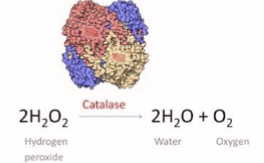<ul><li><p>type of organelle called a microbody</p></li><li><p>found in almost all eukaryotic cells</p></li><li><p><strong>crystalloid core</strong>: contains enzymes needed for the reaction</p></li><li><p>involved in some enzymatic reactions </p><ul><li><p>e.g. catabolism of very long fatty acid chains</p><ul><li><p><u>reduction of reactive oxygen species (photo)</u></p></li><li><p>biosynthesis plasmalogens</p></li><li><p>phospholipids for the function of brians and lungs</p></li></ul></li></ul></li></ul><p></p>