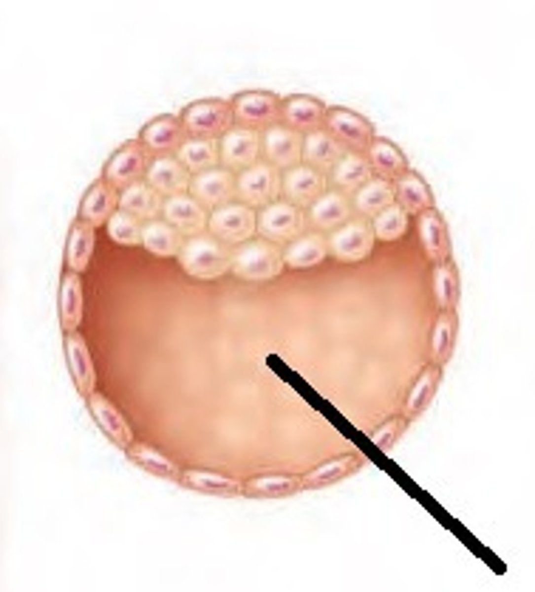 <p>Contains an inner cell mass that will develop into the embryo</p>