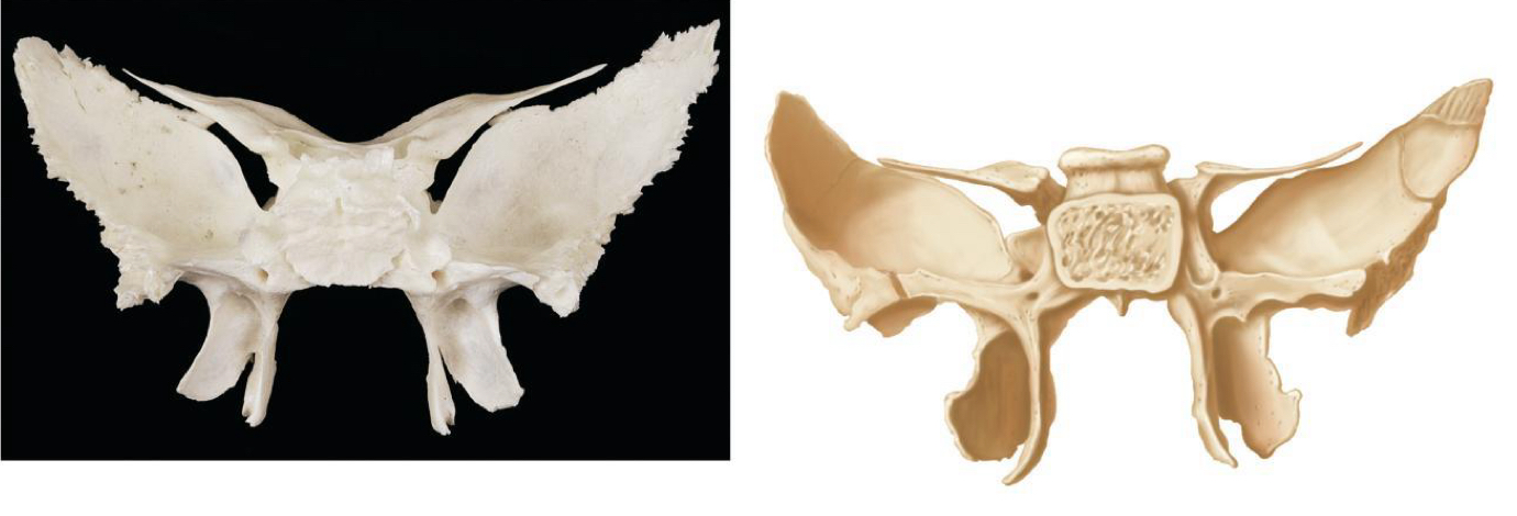 <p>what shape bone is this</p>