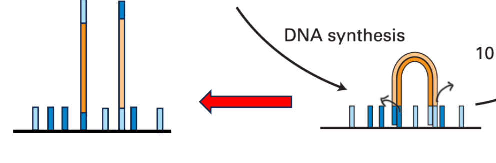 <p>DNA synthesis part 2</p>