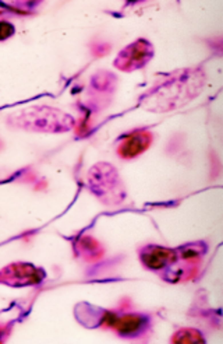 <p>What cell type is shown</p>