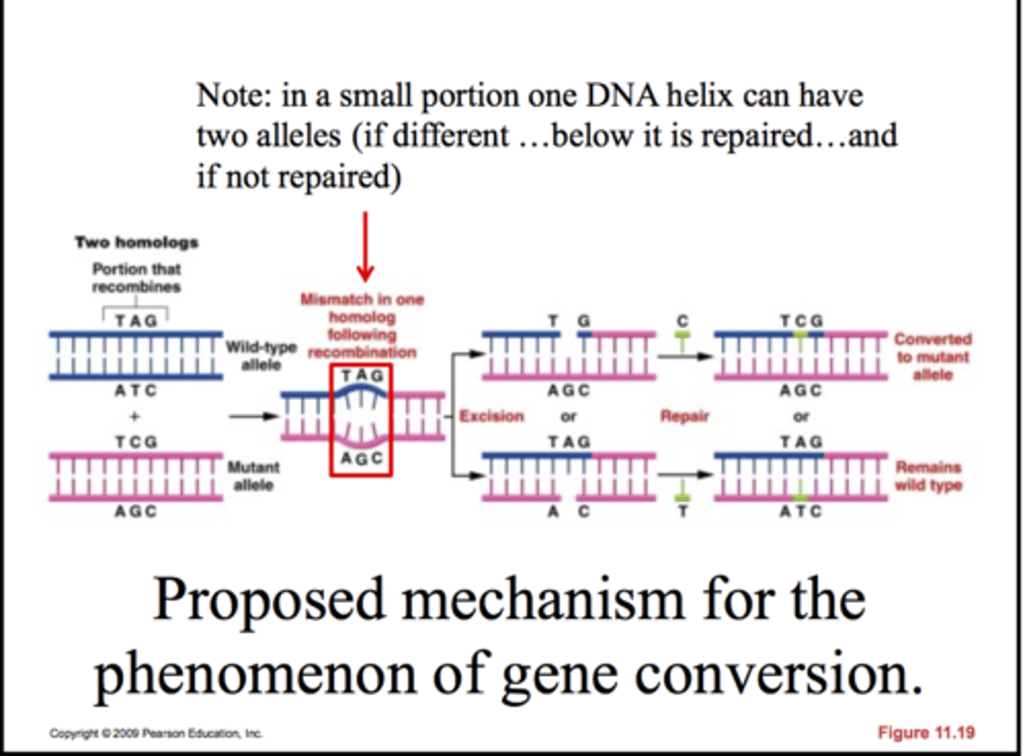 <p>A process that results in the non-reciprocal (not between homologous parts) transfer of genetic information.</p><p>-one allele is converted to allele on the homologous chromosome</p><p>- two ways: DNA mismatching repair &amp; DNA gap repair synthesis</p>