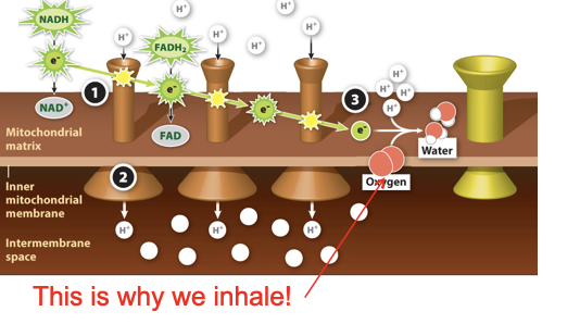 <p>At the end of the chain, the lower energy electrons are handed off to oxygen, which then combines with free H+ ions to form water.</p>