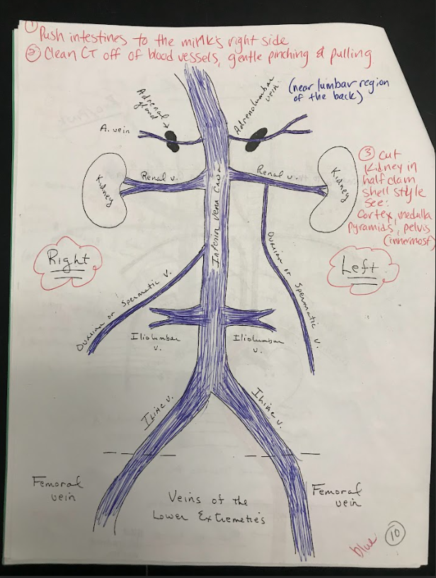 <p>Veins that carry deoxygenated blood from the kidneys to the inferior vena cava.</p>