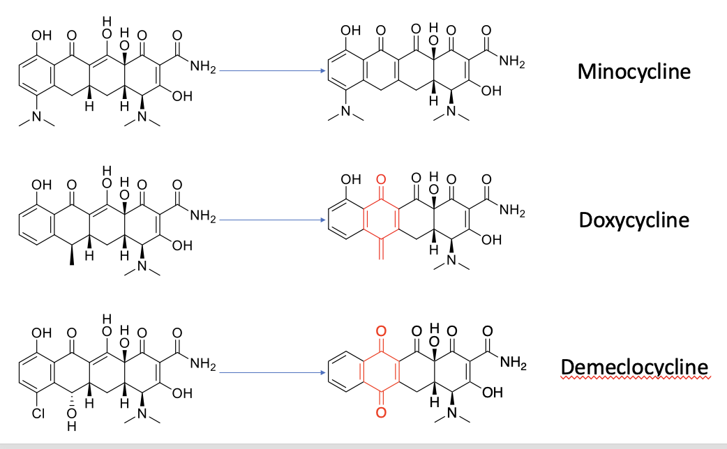 <ul><li><p>minocycline doesn’t contain the quinone moiety when it gets oxidised </p></li><li><p>doxycycline and demeclocycline contain the quinone moiety → can go through redox cycling and cause toxicity </p><ul><li><p>doxycycline contains one quinone-like carbonyl group</p></li><li><p>demeclocycline contains two quinone-like carbonyl groups → better redox cycler </p></li></ul></li></ul><ul><li><p>superoxide, O<sub>2</sub><sup>- </sup>produced <sup> </sup>→ excess superoxide, O<sub>2</sub><sup>- </sup> leads to oxidative stress → apoptosis → skin phototoxicity </p></li></ul><p></p>