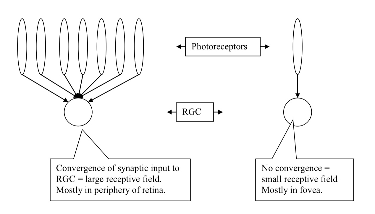 <ul><li><p>a situation where many neurons converge onto a few neurons </p></li><li><p>120-130 million photoreceptors and only 1 million RGCs. Therefore there is a lot of convergence of photoreceptors onto RGCs</p></li></ul><p></p>