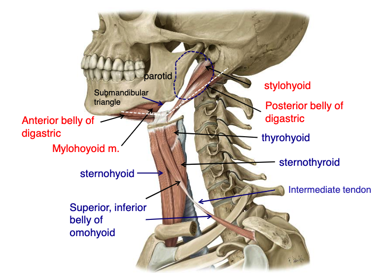 <p>anterior belly of digastric m.</p>
