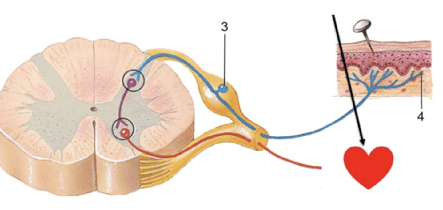 <p>Item 3 in the picture below is a(n) ______ neuron cell body. Motor or Sensory</p>