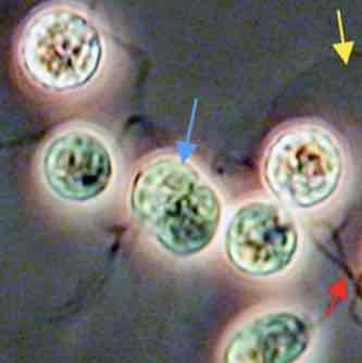 <p>Sex in unicellular eukaryotes</p>