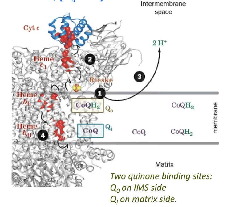 <p>First CoQH2 is Oxidized at Q0 site with Reduction of Cyt c and CoQ (Qi site) </p><ol><li><p>Reduced CoQH2 binds at the Qo site </p></li><li><p>CoQh2 reduces the Rieske cluster, and one e- is then passed through heme c1 to a cytochrome c. </p></li><li><p>Two protons are released into the IMS, leaving a CoQ•- in the Qo site </p></li><li><p>The CoQ•- at Qo is then oxidized by passing an electron through heme bL and heme bH to reduce CoQ at Qi site. </p></li></ol><p></p>