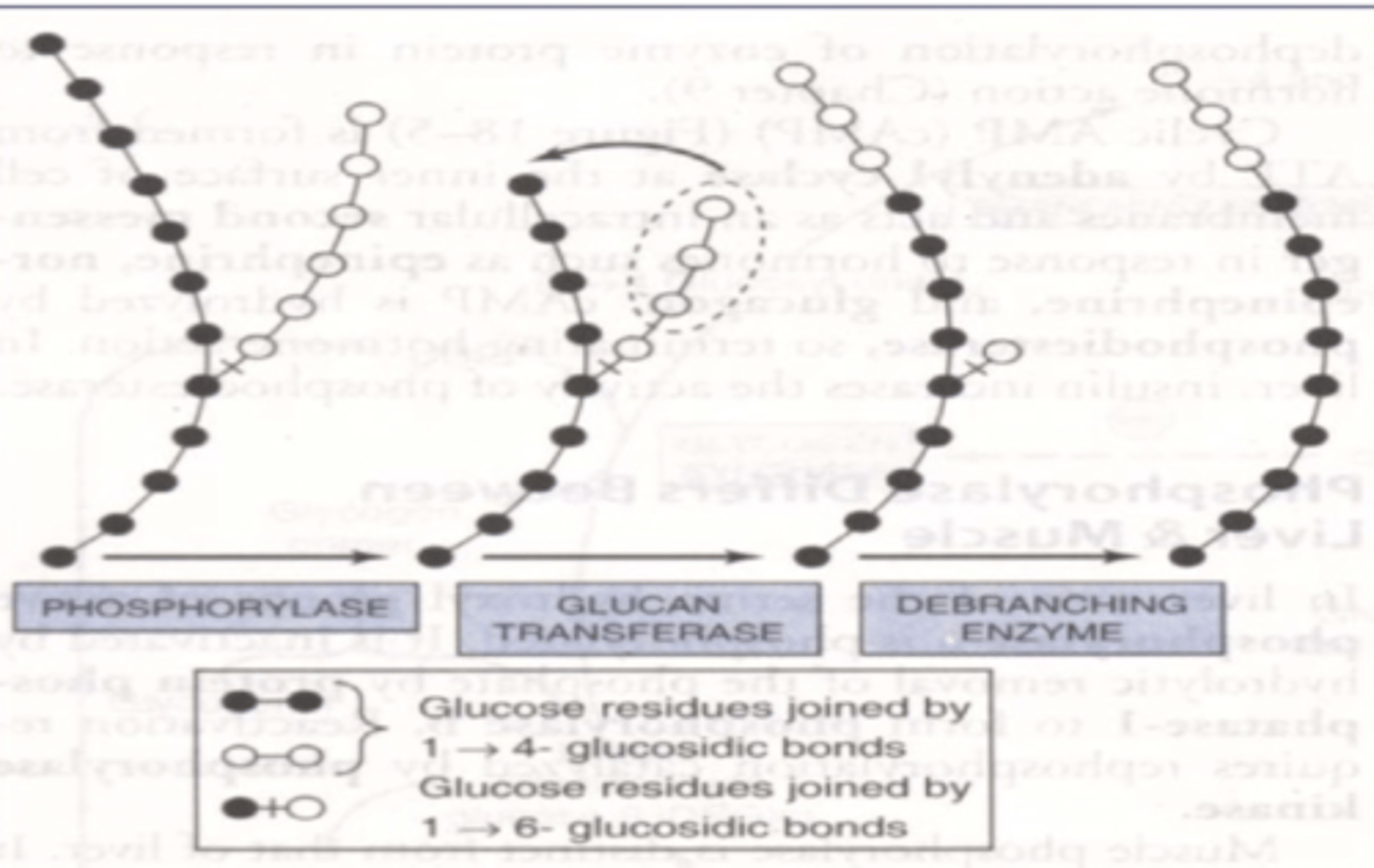 <p>bifunctional</p><p>-oligo-(a-1,4-->a,1,4)-glucantransferase</p><p>-amylo-a(1,6)-glucosidase</p>