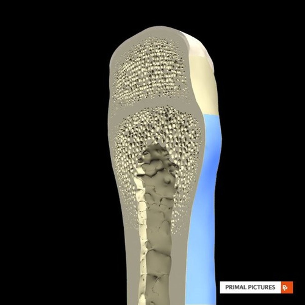<p>It contains yellow bone marrow and blood vessels, serving as a storage site for fat and a passage for blood supply.</p>
