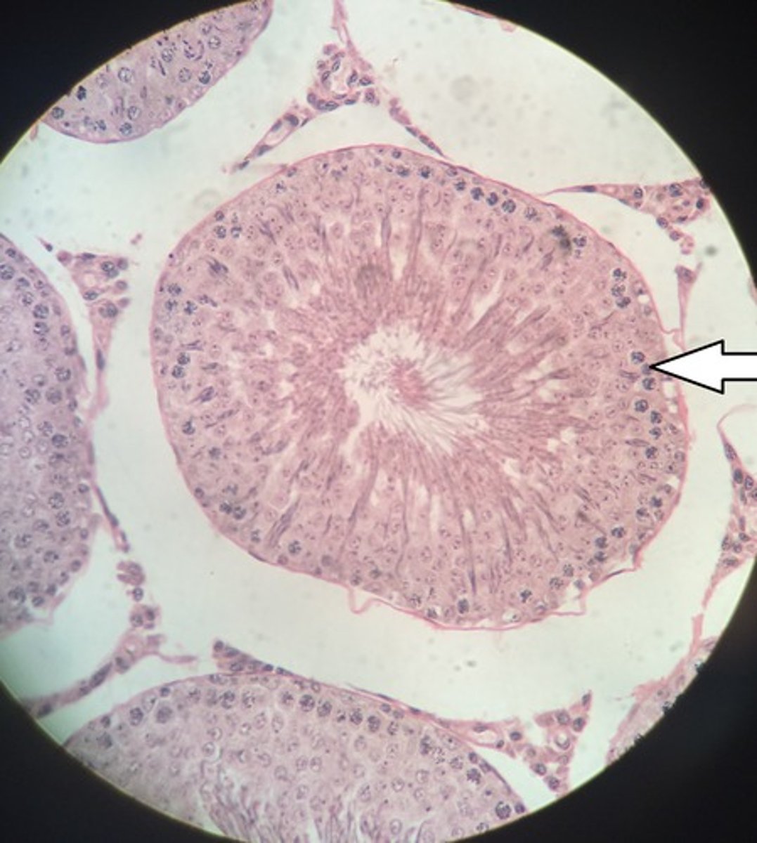 <p>The receptors for FSH are found on _____.</p>