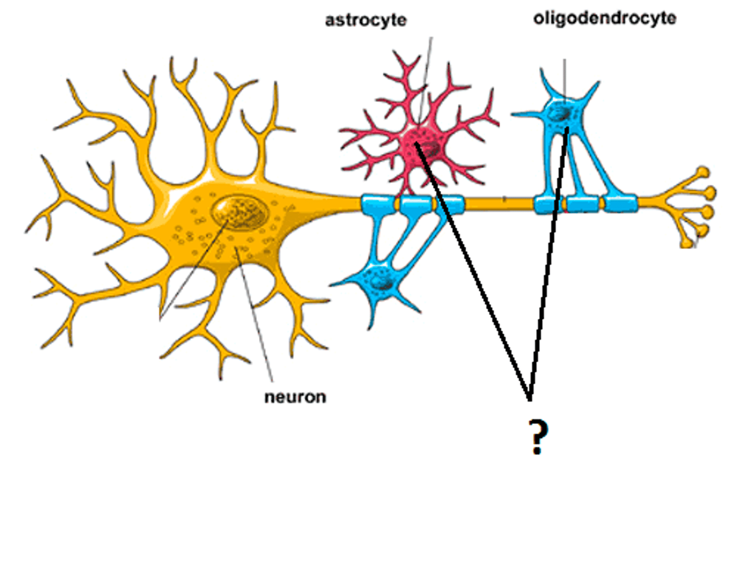 <p>support (physical/chemical) activity of neurons; 10:1 glial cells to neurons; many different types</p>