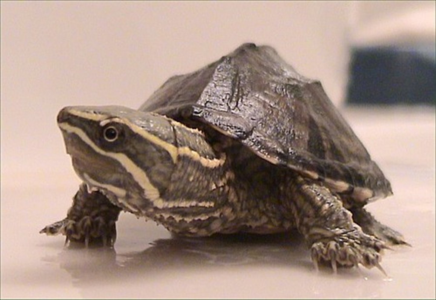 <p>Mud and musk turtles</p>