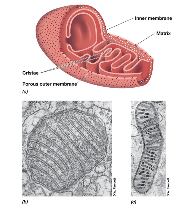 <p>respiration and oxidative phosphorylation for aerobic eukaryotes</p><p>ATP</p>
