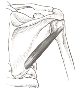 <p><strong>Origin</strong>: superior lateral border</p><p><strong>Insertion</strong>: greater tuberosity</p><p><strong>Action</strong>: laterally rotates, adducts, extends, horizontally abducts shoulder, and stabilizes head of humerus in glenoid fossa</p>