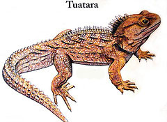 <p><span>Sphenodon and Squamata</span></p>