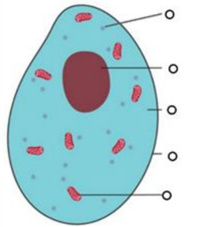 Label animal cell (top to bottom)