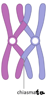<p>X-shaped region where crossing over occured</p>