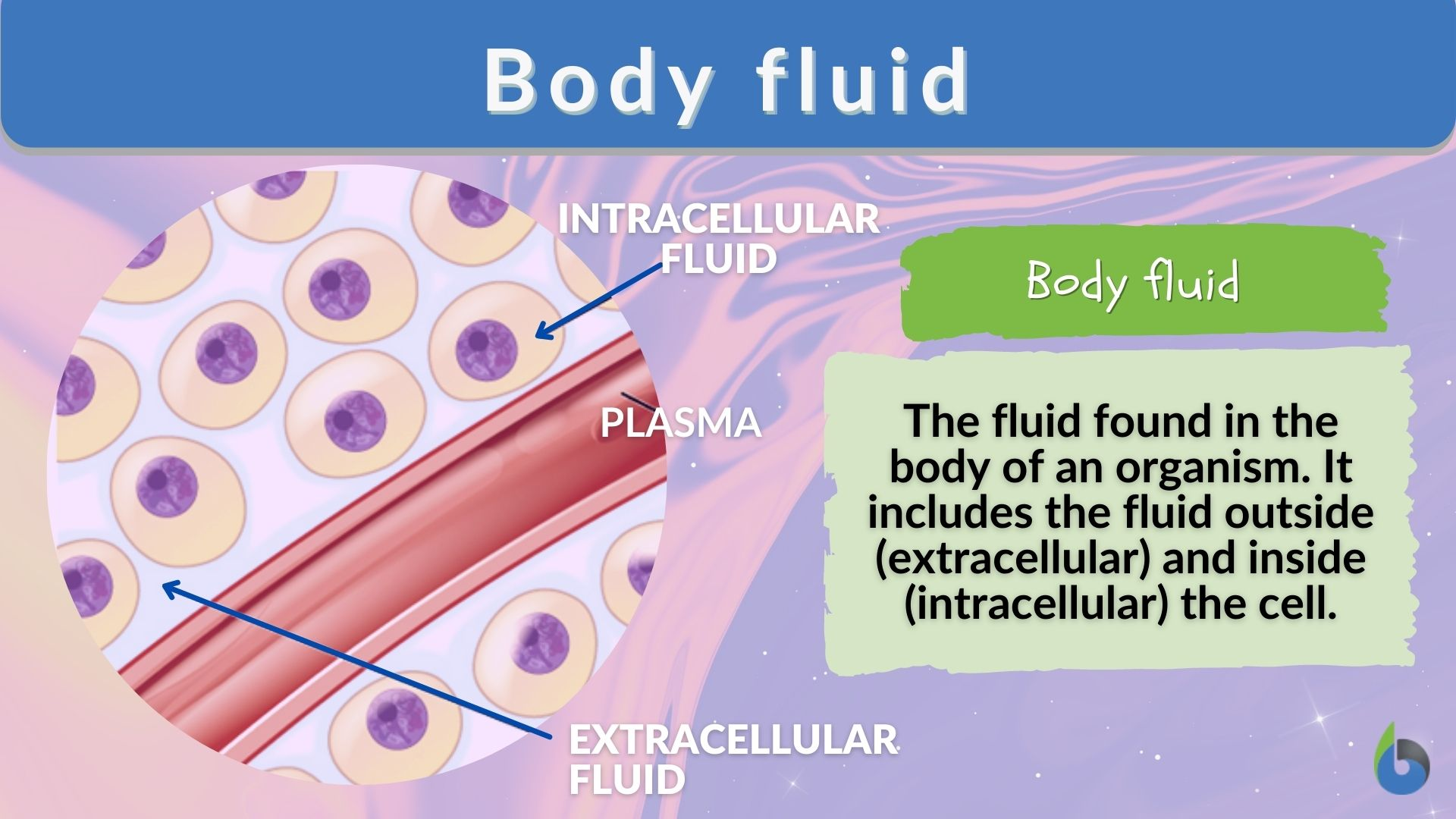 <p>The aqueous solution found outside the cytosol. </p>