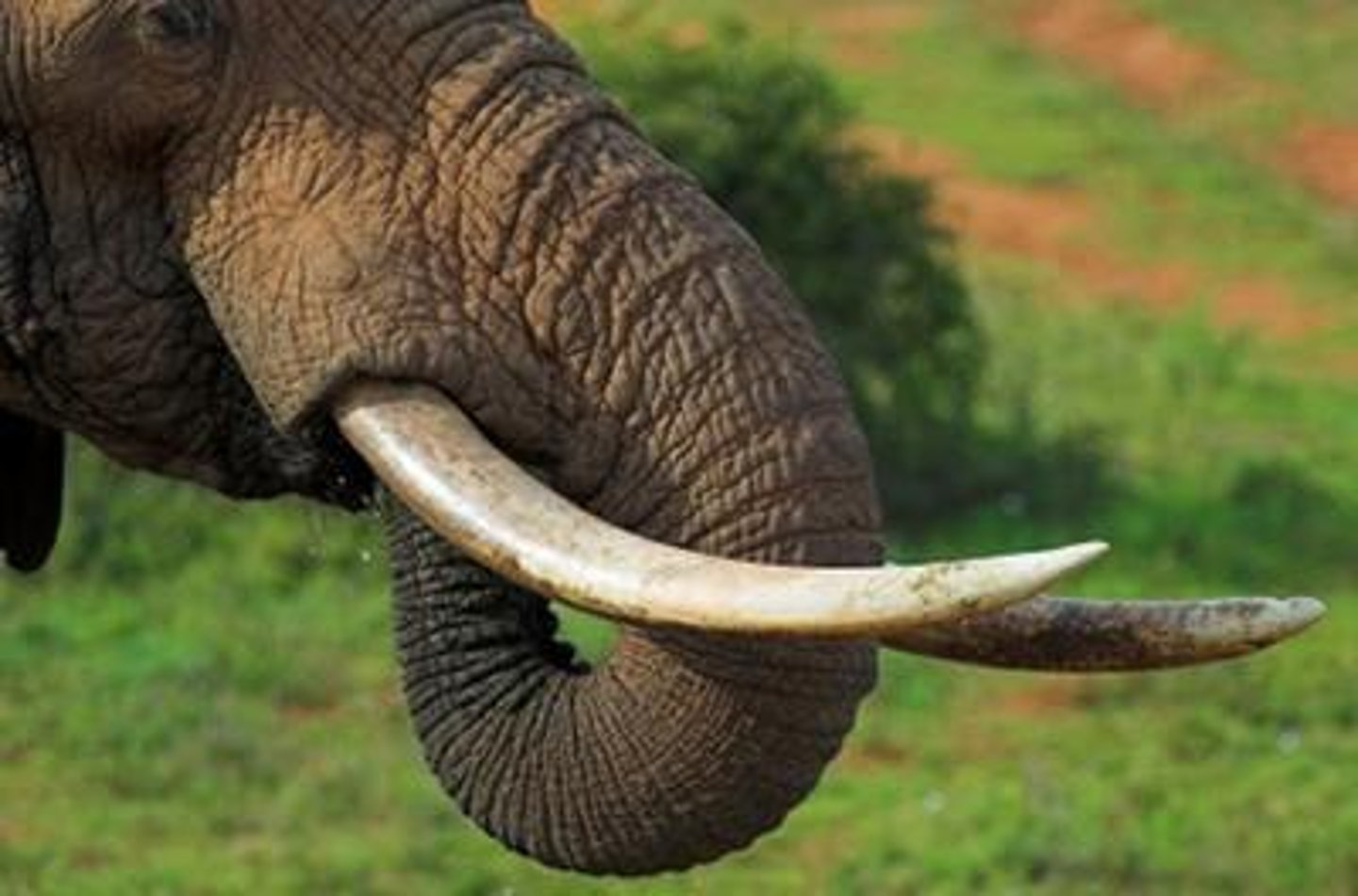 <p>A long, pointed tooth of an elephant or other animal.</p><p>(ngà voi, răng nanh)</p><p>= ivory, fang</p><p>(ngà, răng dài)</p>