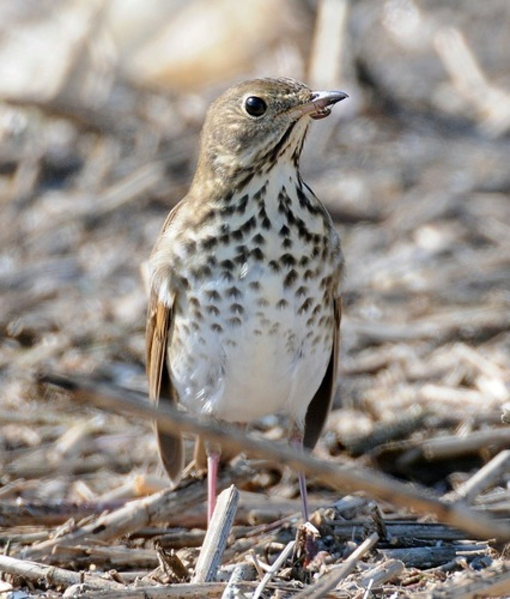 <p>Forests and woodlands, with brushy understory</p>