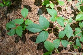 <p>Poison Ivy</p>