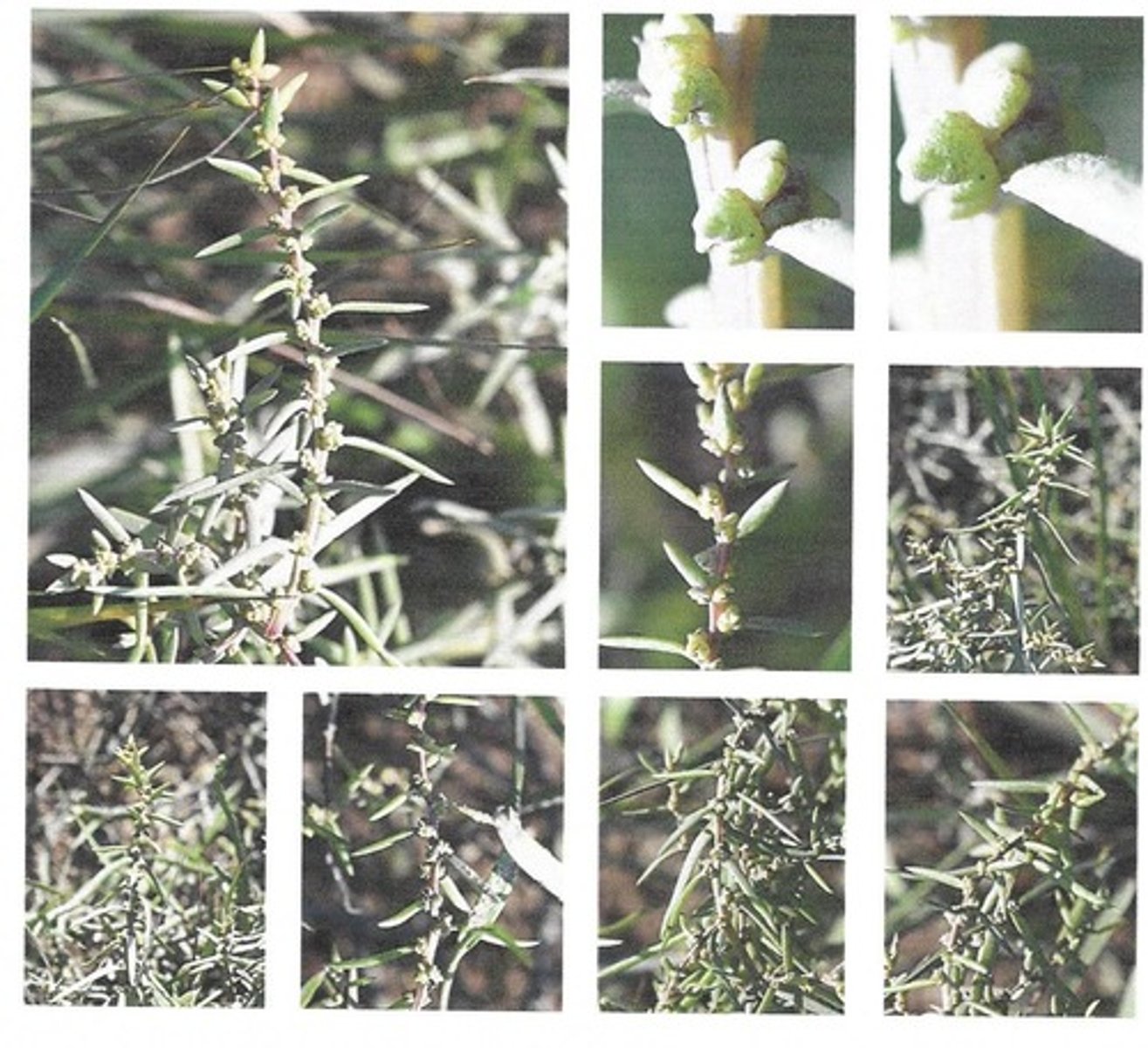 <p>-very white, glaucous<br>-small, thick leaves<br>-succulent like</p>