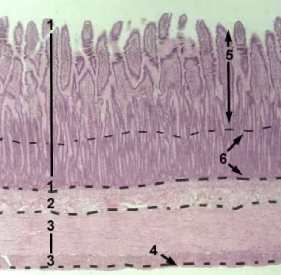 <p><span style="color: red"><strong>Jejunum</strong></span></p><ul><li><p>Shape of villi</p></li><li><p>Glands?</p></li><li><p>Name the 6 structures in the image</p></li></ul><p></p>