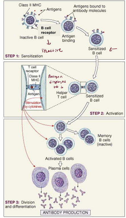 <p>1. Antigen binds to specific B cell via B cell receptors </p><p>2. Antigen is internalized, digested and combined with MHC and then transported to cell surface</p><ol start="3"><li><p>Specific helper T cell recognizes antigen and MHC becomes activated and secretes cytokines</p></li><li><p>Activated B cell divides. Some daughter cells become plasma cells and secrete antibodies, others become memory B cells</p></li></ol><p></p>