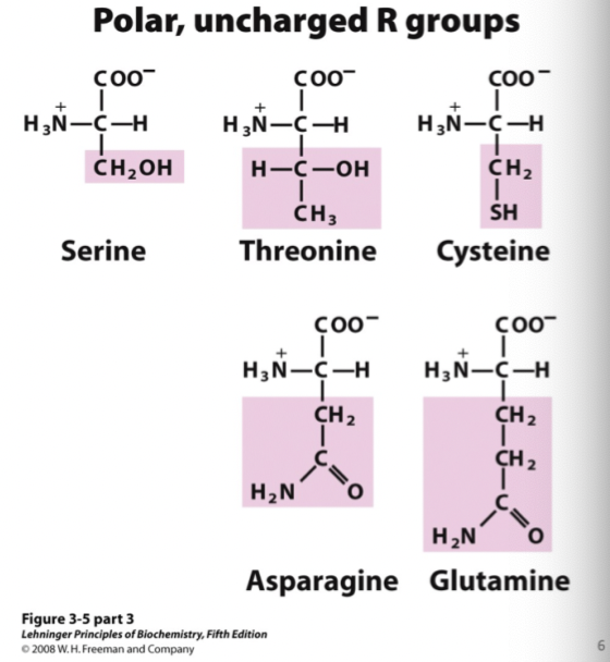 <p>Deras R-grupp består av en fri OH-grupp, amingrupp eller SH-grupp:</p><ul><li><p>Serin</p></li><li><p>Treonin</p></li><li><p>Cystein</p></li><li><p>Aspargin (amin)</p></li><li><p>Glutamin (amin)</p></li></ul><p>Coola treos asp ser glutamin. </p>