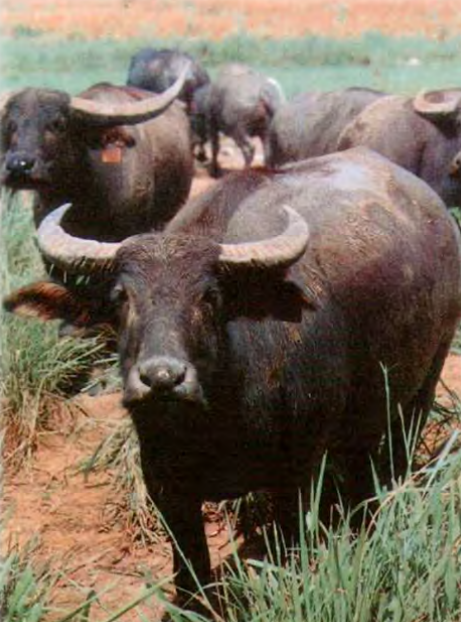 <p>Australian Feral Buffalo</p>