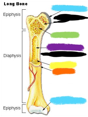 <p>Articular Cartilage</p>