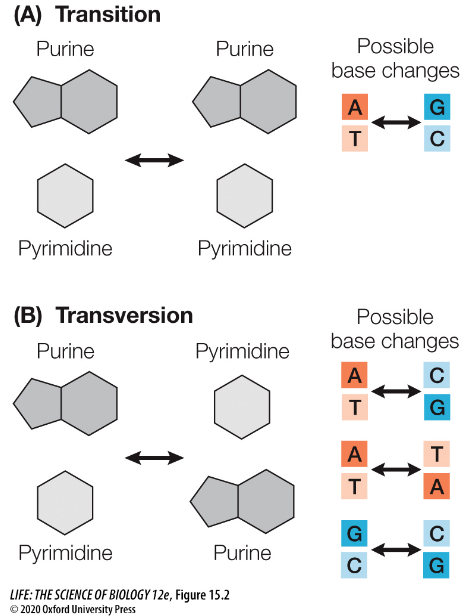 <ol><li><p>Transition</p></li><li><p>Transversion</p></li></ol><p><em>(Note: Transition and Transversion are the types of substitutions that can occur. Later you will see some flashcards about different types of mutations that include substitutions.)</em></p>