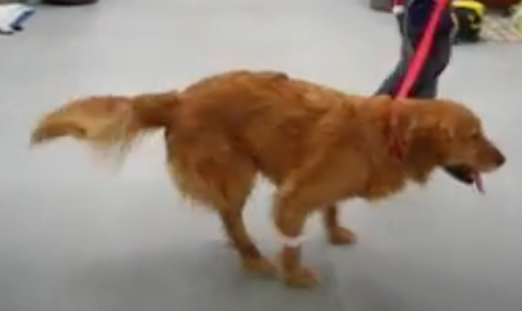 <p>1) Get complete history of dog</p><ul><li><p>Did it get into anything, urinating/defecating normal, vaccinated, other pets, travel recently?</p></li></ul><p>2) Is it functional or painful walking?</p><ul><li><p>Dog is seen walking oddly, definitely a neurologic problem, but could be musculoskeletal too so could be painful or nerve related&nbsp;</p></li></ul><p>Dog is walking with tail up, happy, so NOT painful but functionally inhibited</p><p>3) Is every limb affected, is the head affected?</p><ul><li><p>is it a generalized lesion affecting the whole dog?</p></li></ul><p>4) If not painful, then what is it?</p><ul><li><p>Generalized weakness</p><ul><li><p>Weakness is a huge red flag for being a neurologic problem; should always be considered (unless Addison’s (endocrine, rarer))</p></li></ul></li></ul><p></p>