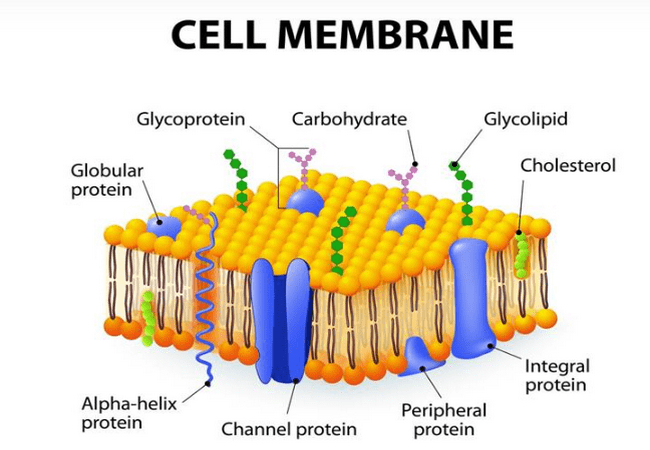 <p>What is the function of the cell membrane?</p>
