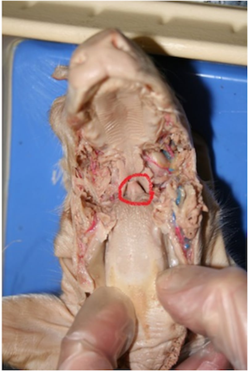 <p>Prevents food from entering lower respiratory system by covering glottis when swallowing; directs food to esophagus</p>
