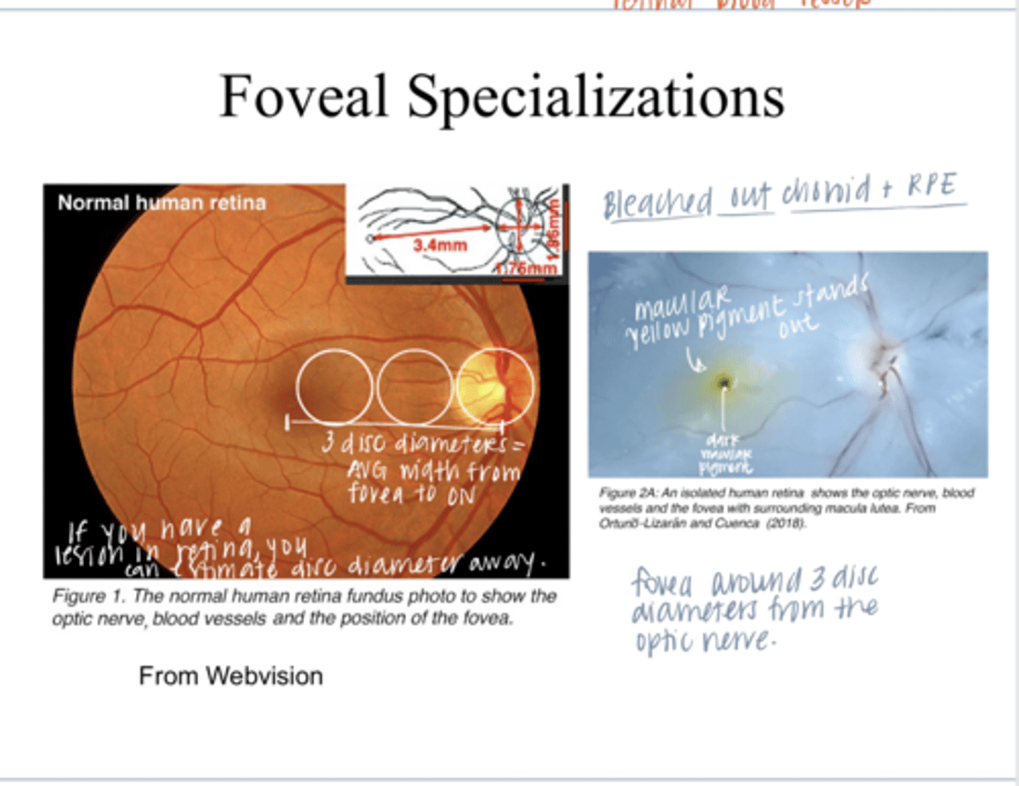 <p>What is the avg # of disc diameters between the fovea and the optic nerve head?</p>