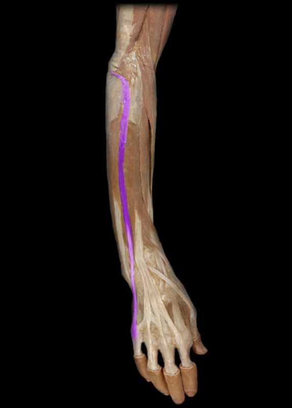 <p>Extensor digiti minimi</p>