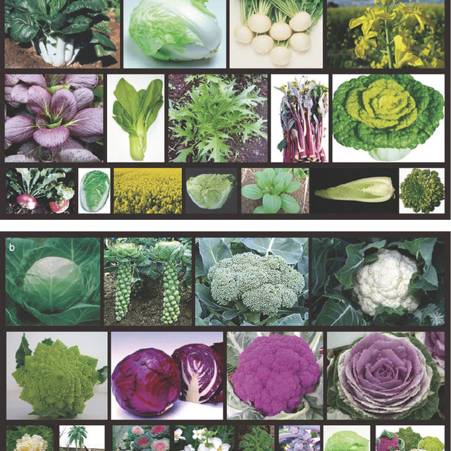 <p>Mustard Family</p>