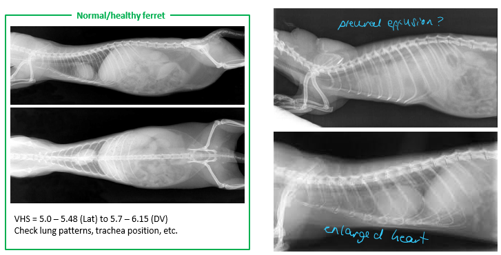 <p>Common - DCM, HCM, aortic valve regurgitation, myocarditis, neoplasia, heartworm</p><p>Ferrets &lt;3yo</p><p>Clinical Signs - lethargy, exercise intolerance, weight loss, coughing, dyspnoea, ascites, organ enlargement, heart murmur, muffled heart sounds, arrhythmias, hind limb weakness (not related to thromboembolism), pulse deficits, hypothermia, HR180-250bpm, sinus arrhythmia</p><p>Emergency Management - O2 supplementation, sedation, furosemide, draining</p><p>Diagnosis - bloods, urinalysis, radiography, ECG, echo, heartworm testing, cardiac troponin I</p><p>Treatment - Furosemide, ACEi (Benzapril), Pimobendam, Spironolactone, Dilitiazem, Atenolol, pacemakers</p>