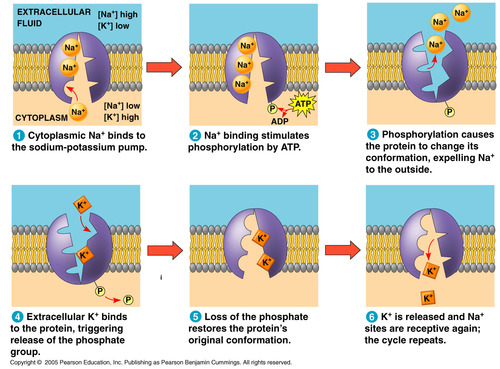 Na+ out, K+ in --> overall charge inside cell is (-)