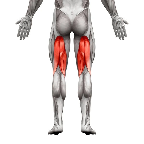 <p>What muscle is this?</p>